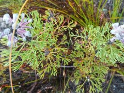 Serruria rubricaulis flowers